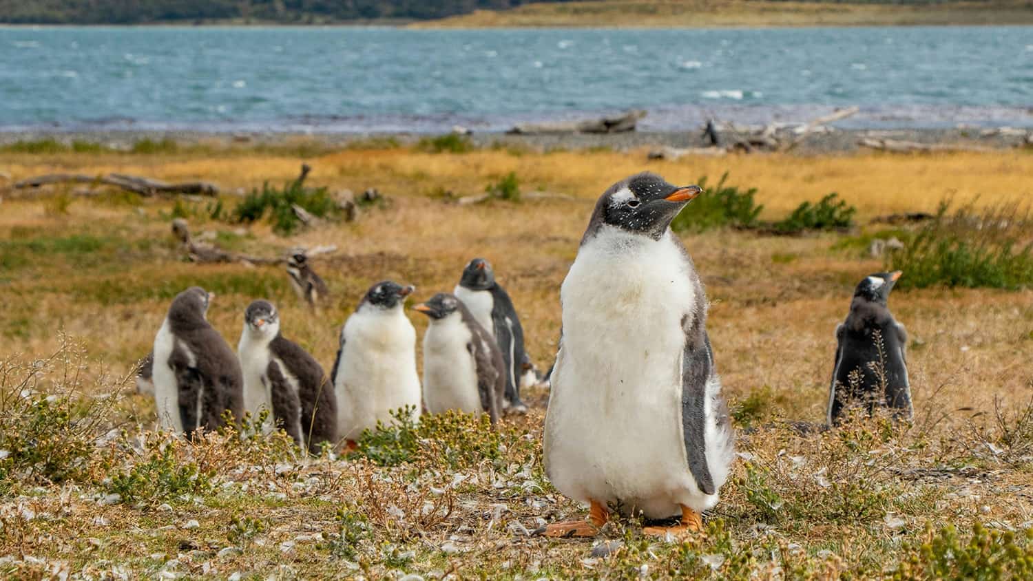 Penguins, Ushuaia, Argentina