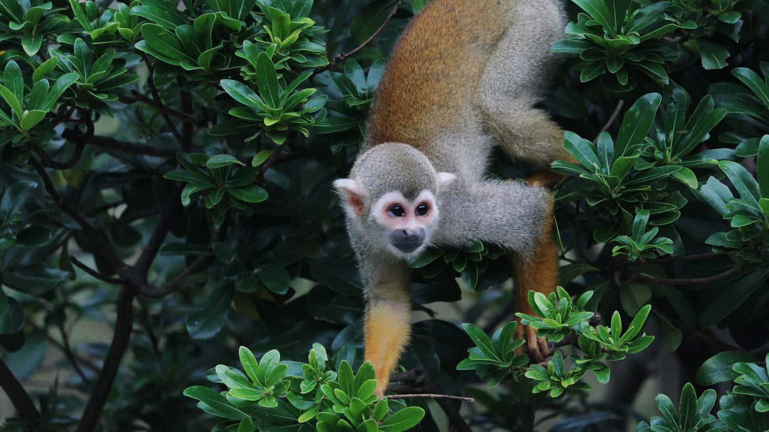 Singe près de Burú Nature Hotel, Leticia (Amazonie), Colombie