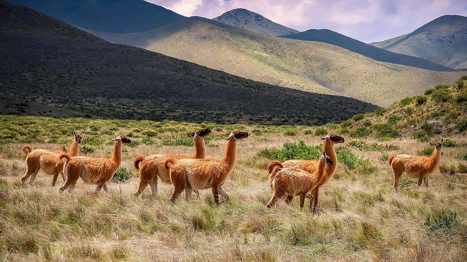 Guanacos, Salta, Argentina