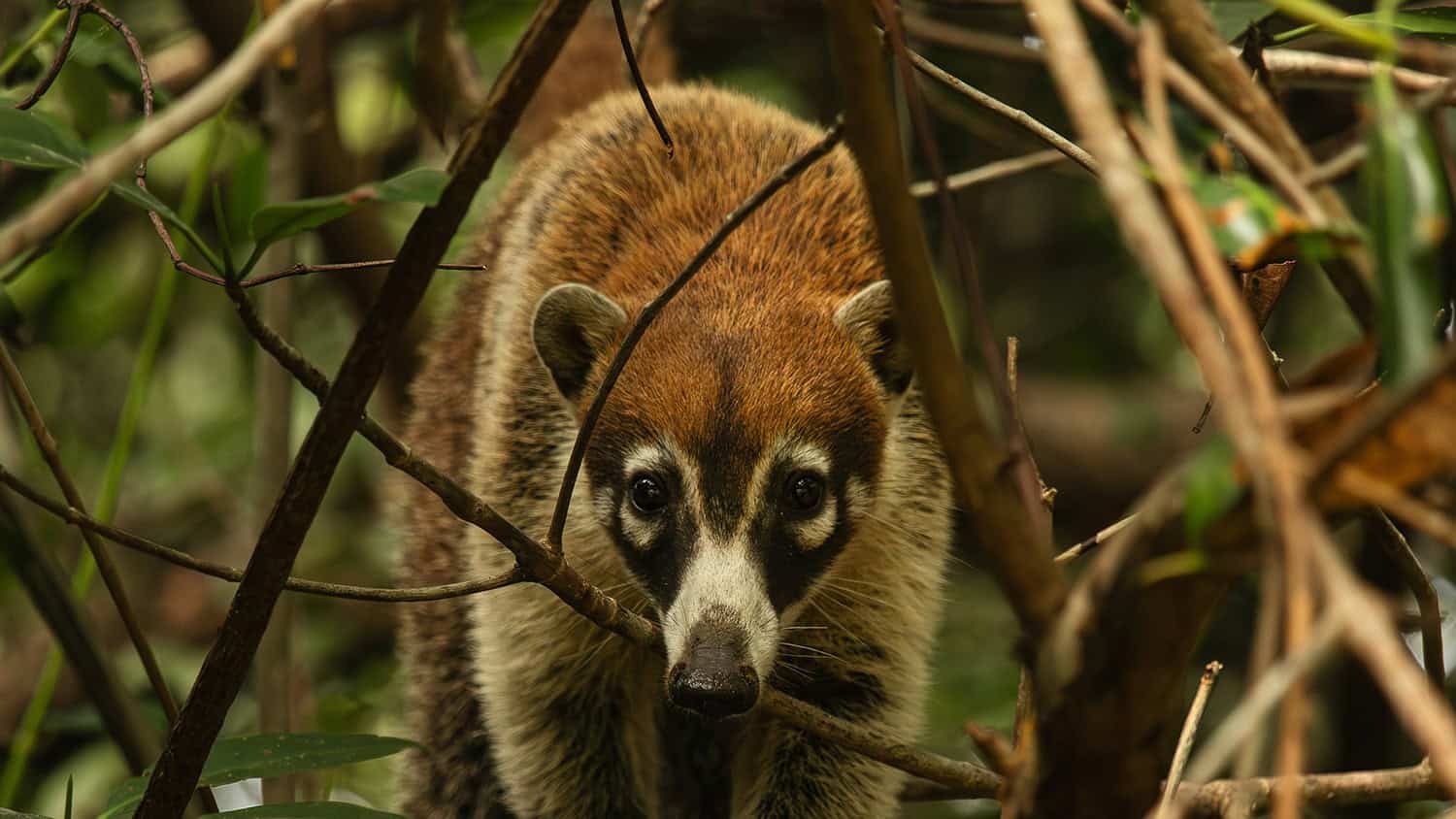 Coati, Iguazú Falls, Argentina