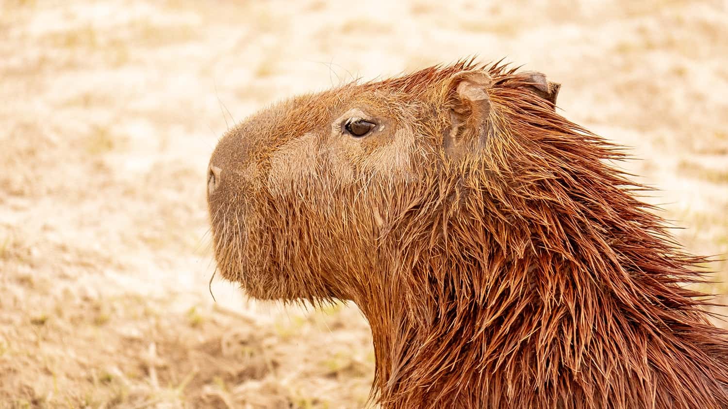 Capybara, Yopal, Colombia