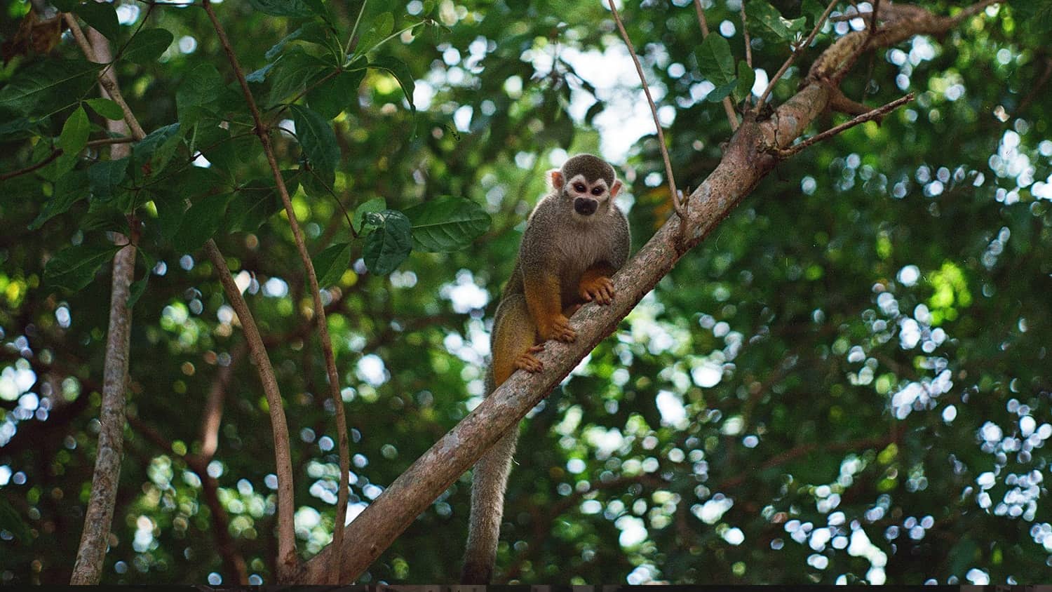 Squirrel monkey in Amazon rainforest, Brazil