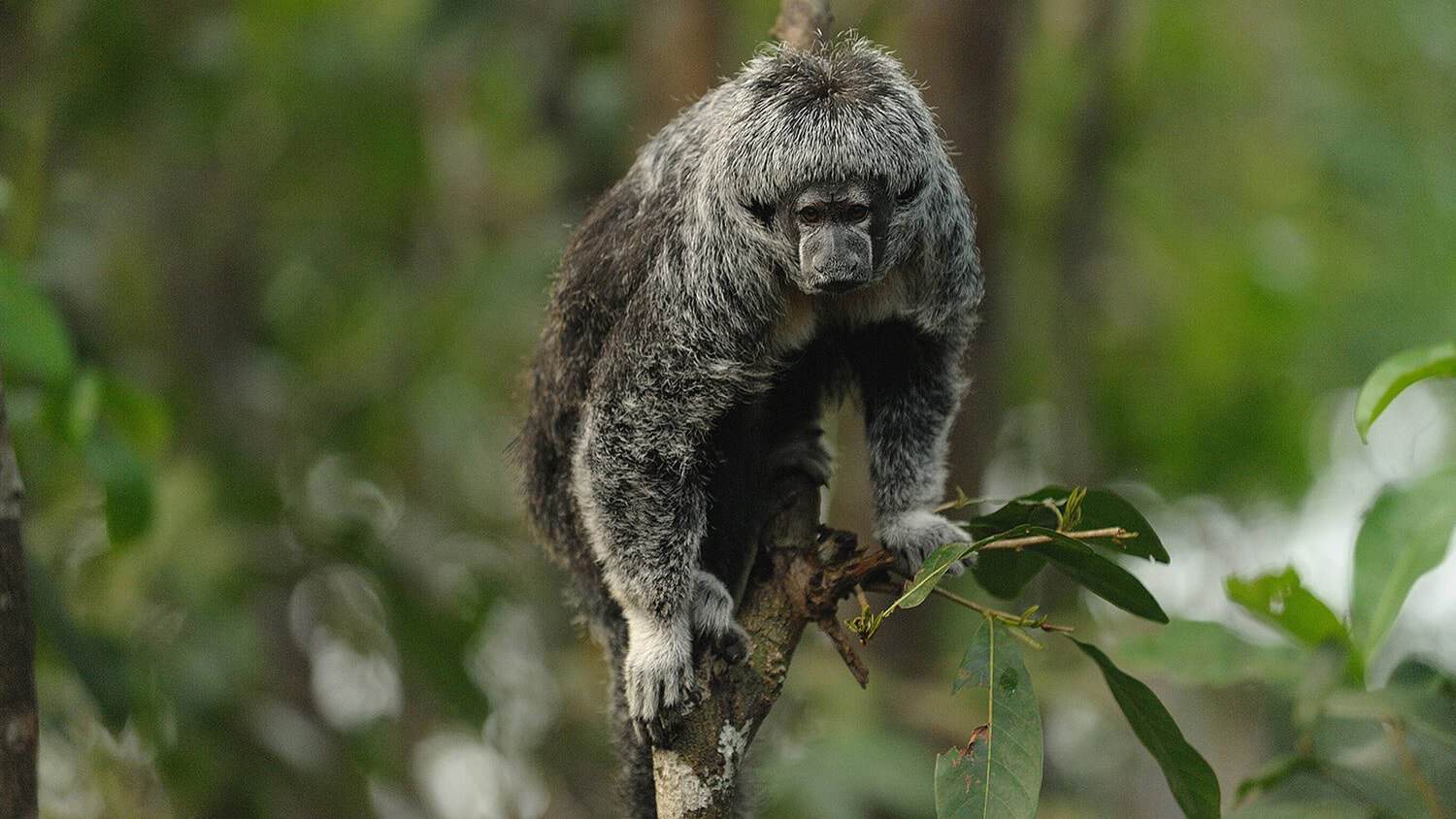 Monkey, Juma Amazon Lodge, Amazon Rainforest, Manaus, Brazil