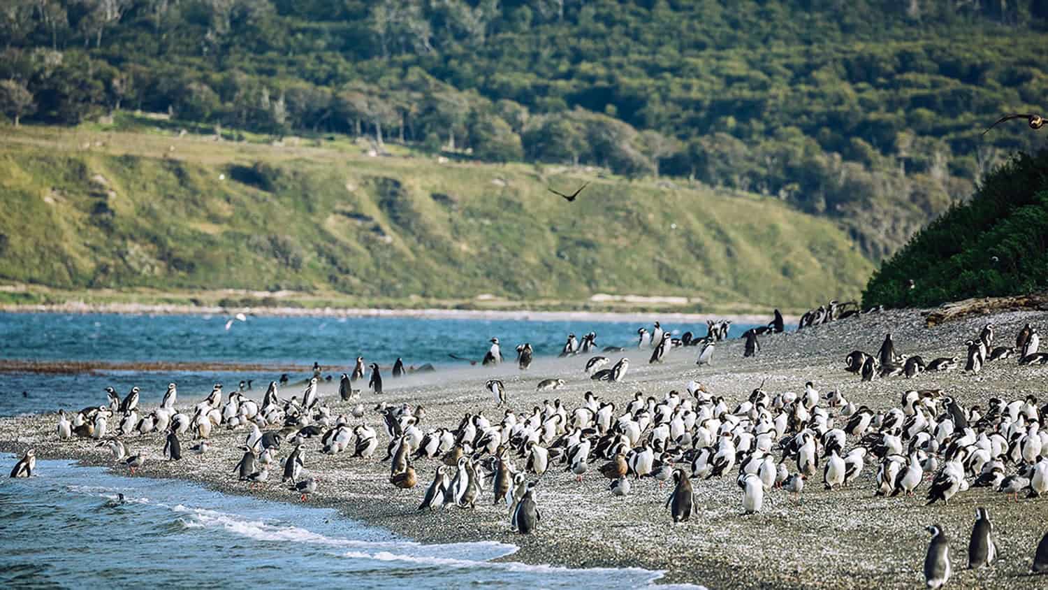 Ushuaïa, Argentina