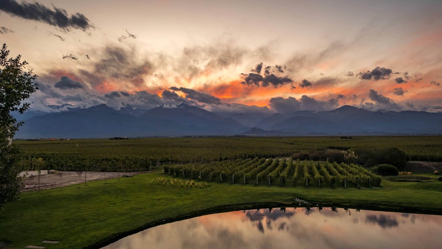 Vineyard, The Vines Resort & Spa, Tunuyán, Argentina