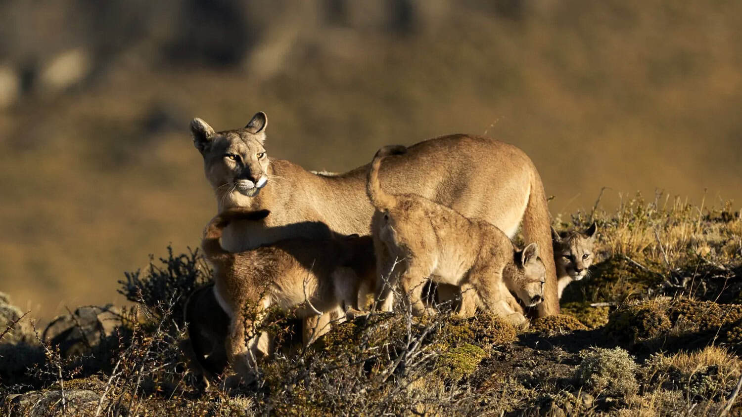 Pumas, Torres del Paine, Chili