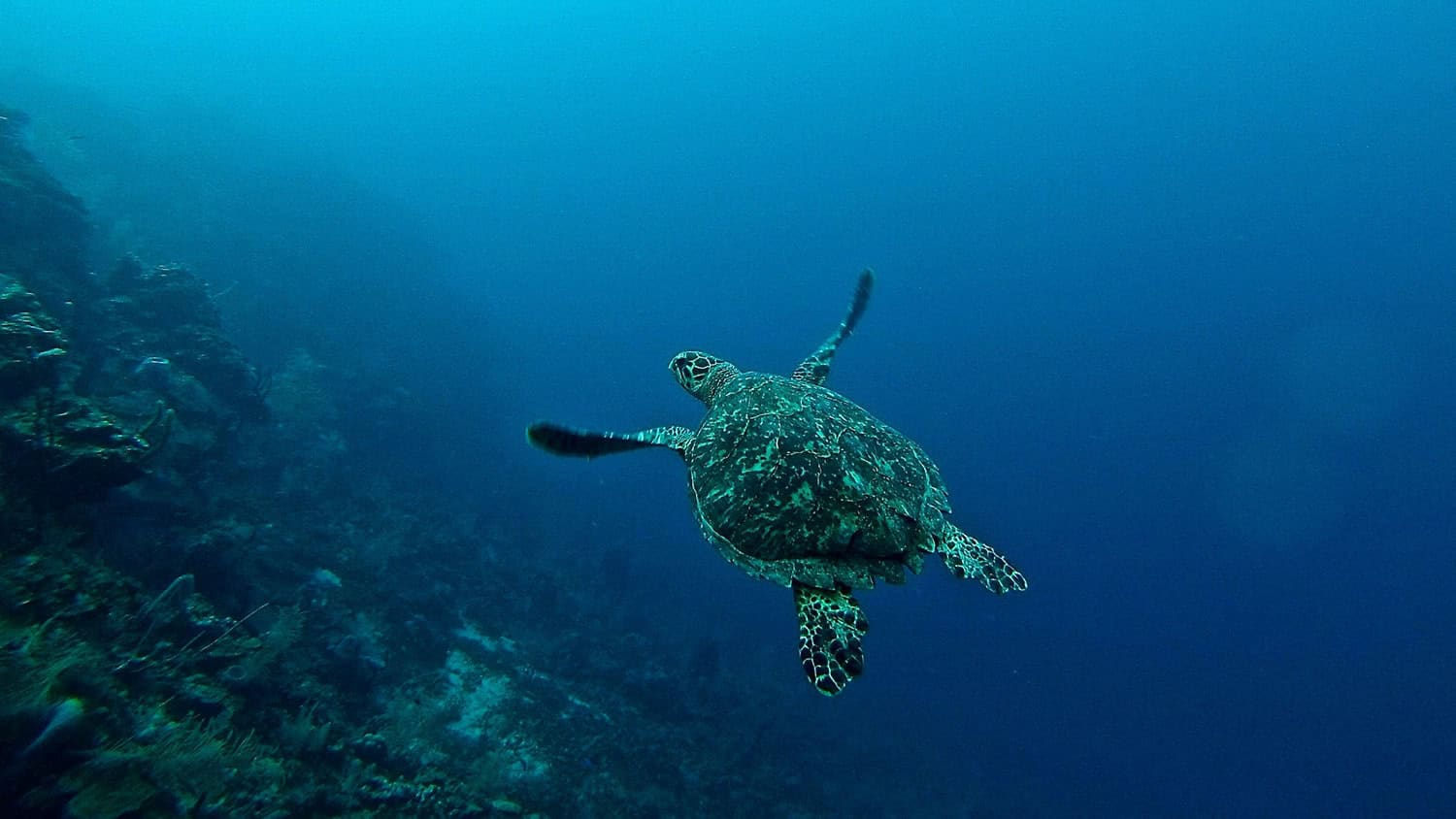 Sea turtle, Roatan, Honduras