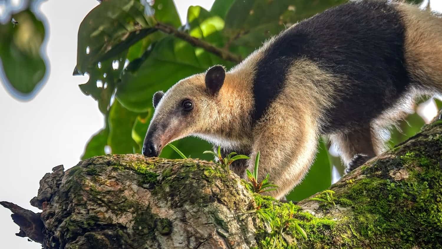 Anteater, Petén, Guatemala