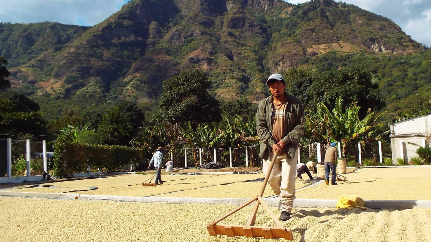 Coffee production, Casa Prana, Santa Cruz La Laguna (Atitlan Lake), Guatemala