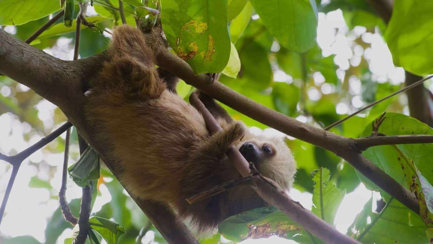 Sloth, Puerto Viejo, Costa Rica