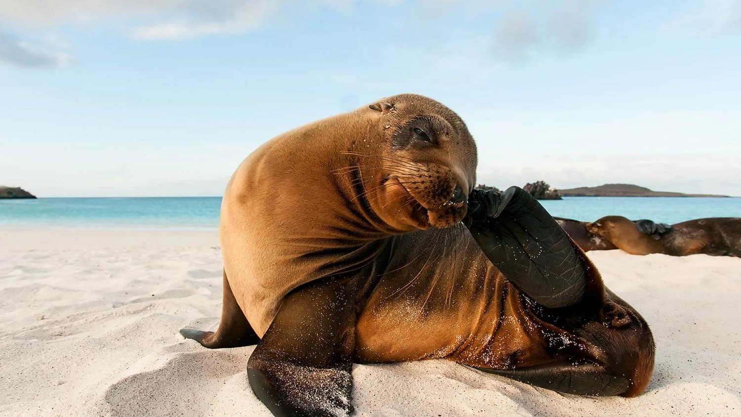 Sea lio, Puerto Ayora, Isla Santa Cruz, Galapagos, Ecuador