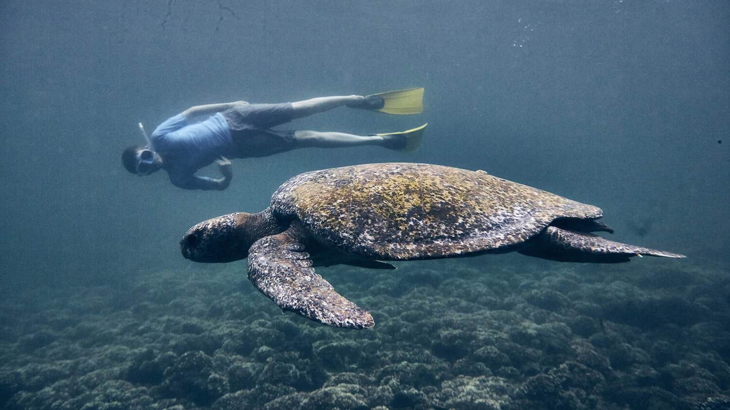 Snorkeling with turtle, Four Seasons Resort Peninsula Papagayo, Guanacaste, Costa Rica