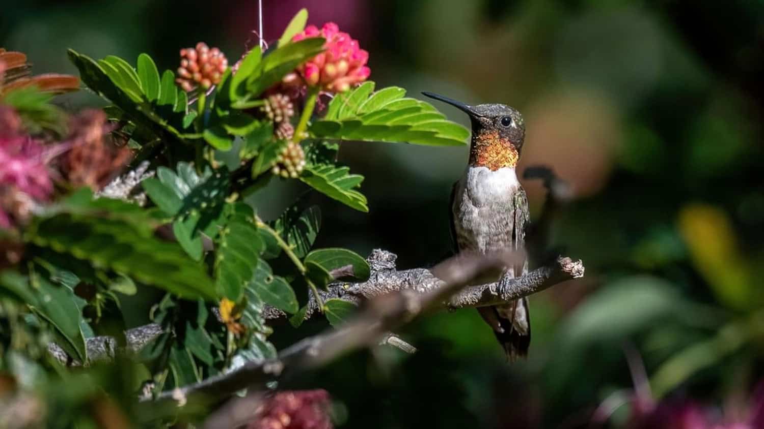 Hummingbird, Hotel Atitlan, Panajachel, Guatemala