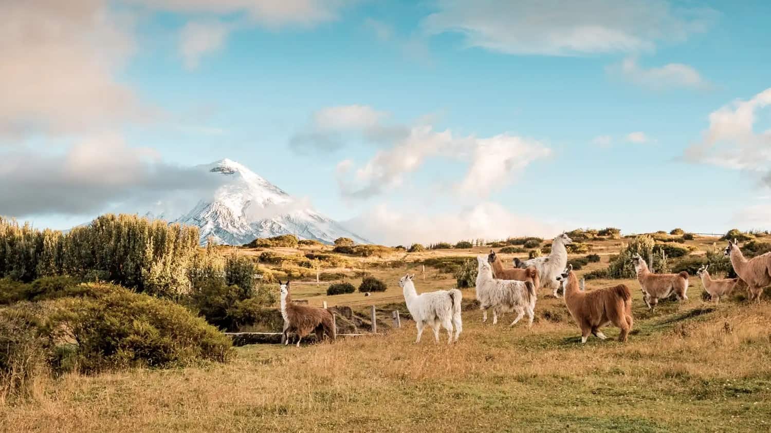 Volcano Cotopaxi, Ecuador