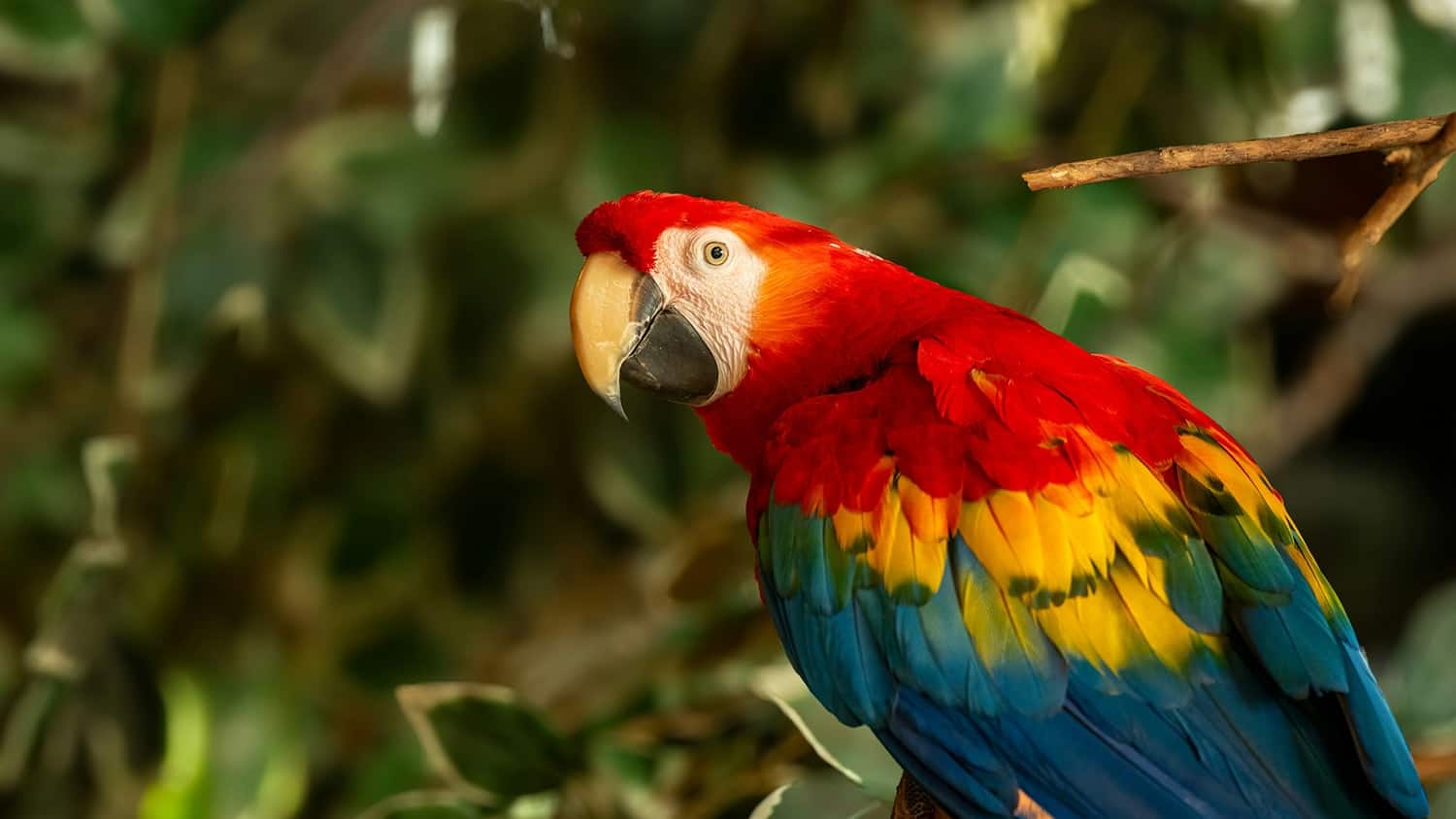 Ara, Copan, Honduras