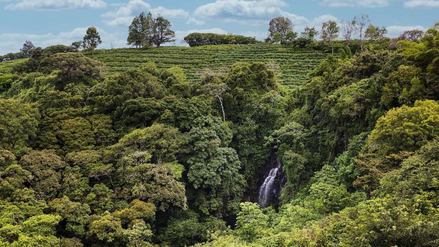 Waterfall & Jungle, Costa Rica