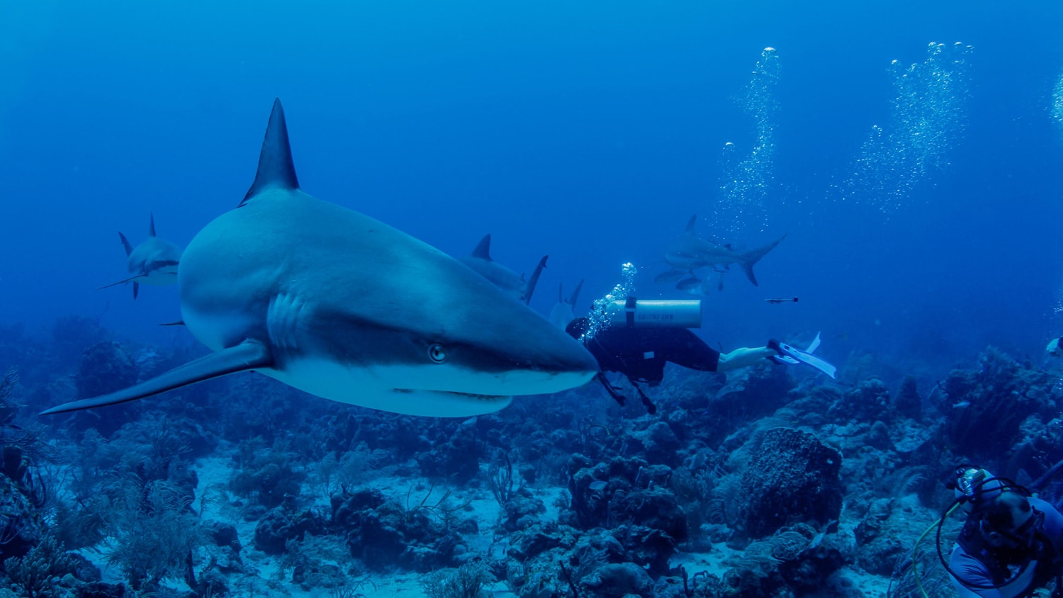 Dive with sharks, Ibagari Boutique Hotel, Roatan, Honduras