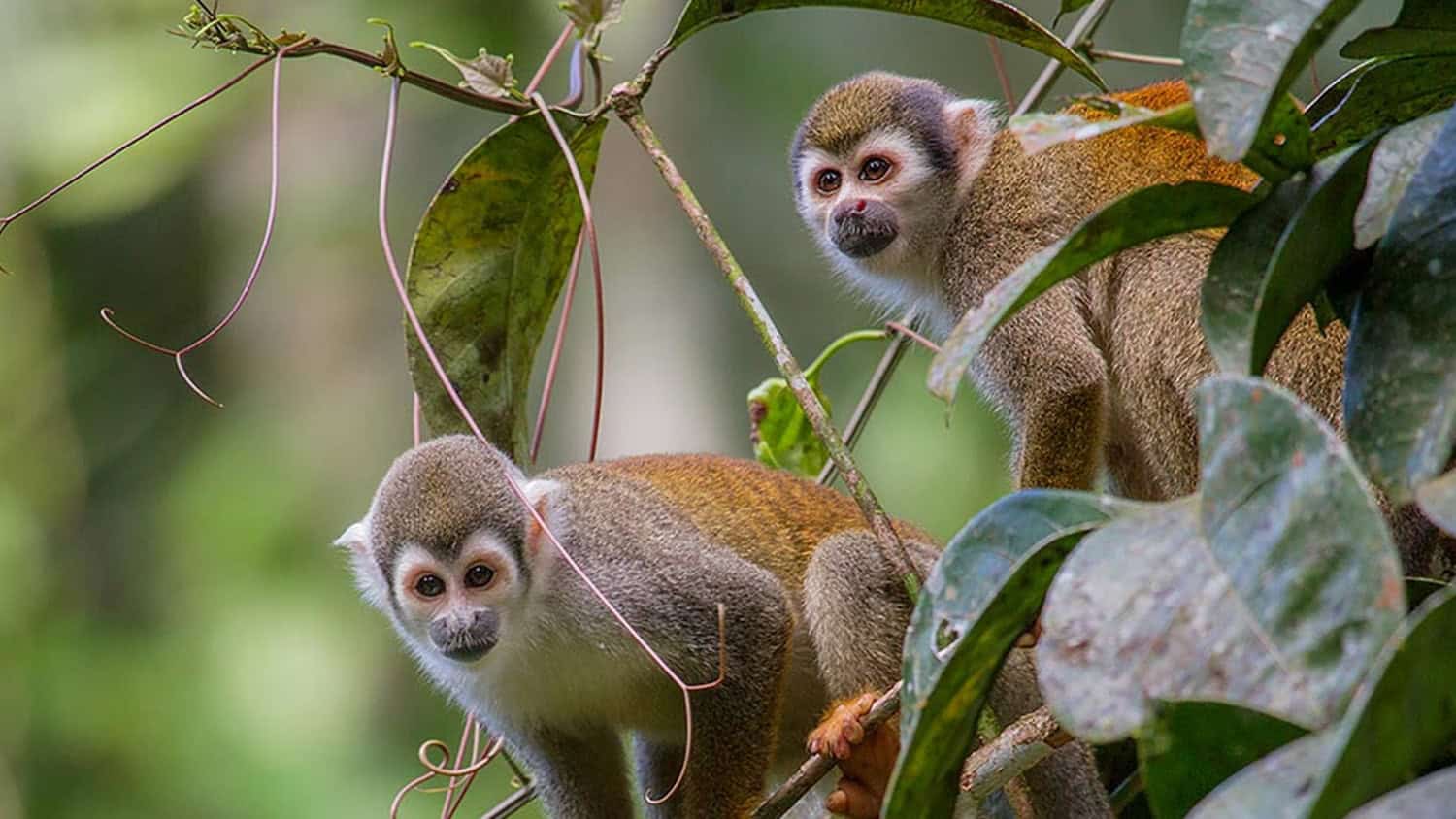 Squirrel Monkeys, La Selva Eco-Lodge & Retreat, National Park Yasuni, Ecuador