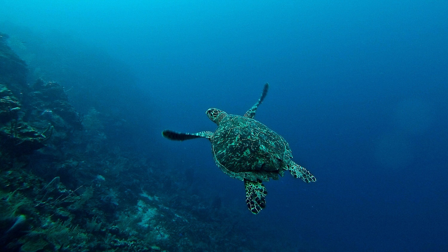 Sea Turtle, Roatan, Honduras