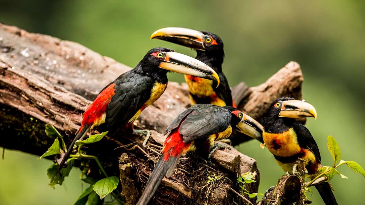 Aracaris birds, Mashpi Lodge, Pacto, Ecuador