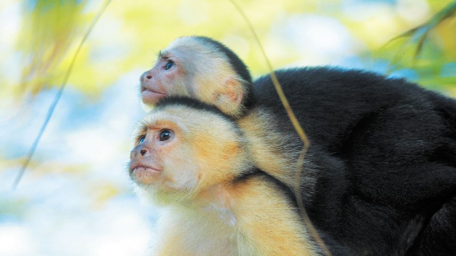 Capuchin Monkeys, San Juan del Sur, Nicaragua