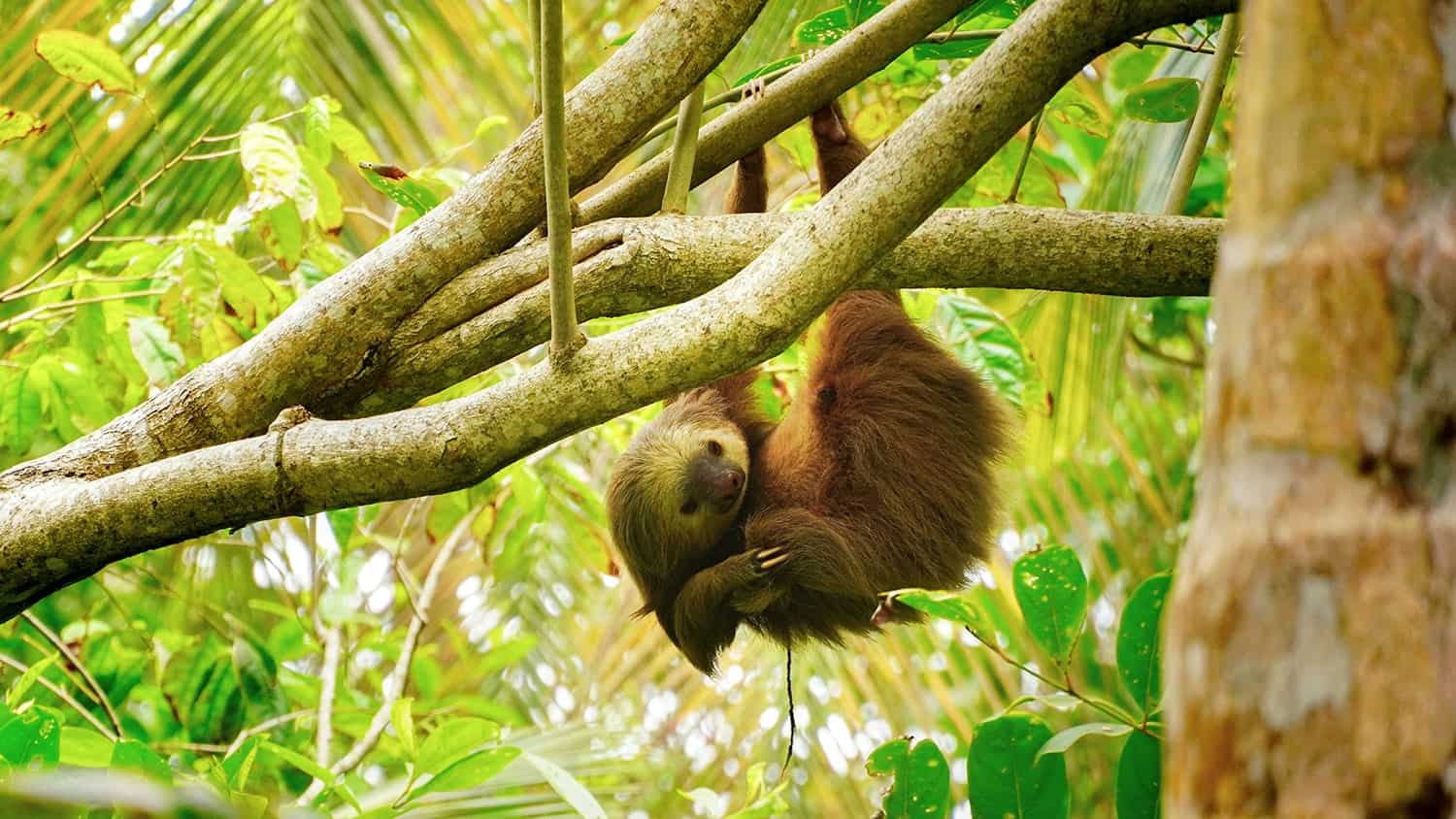 Sloth, Puerto Viejo, Costa Rica