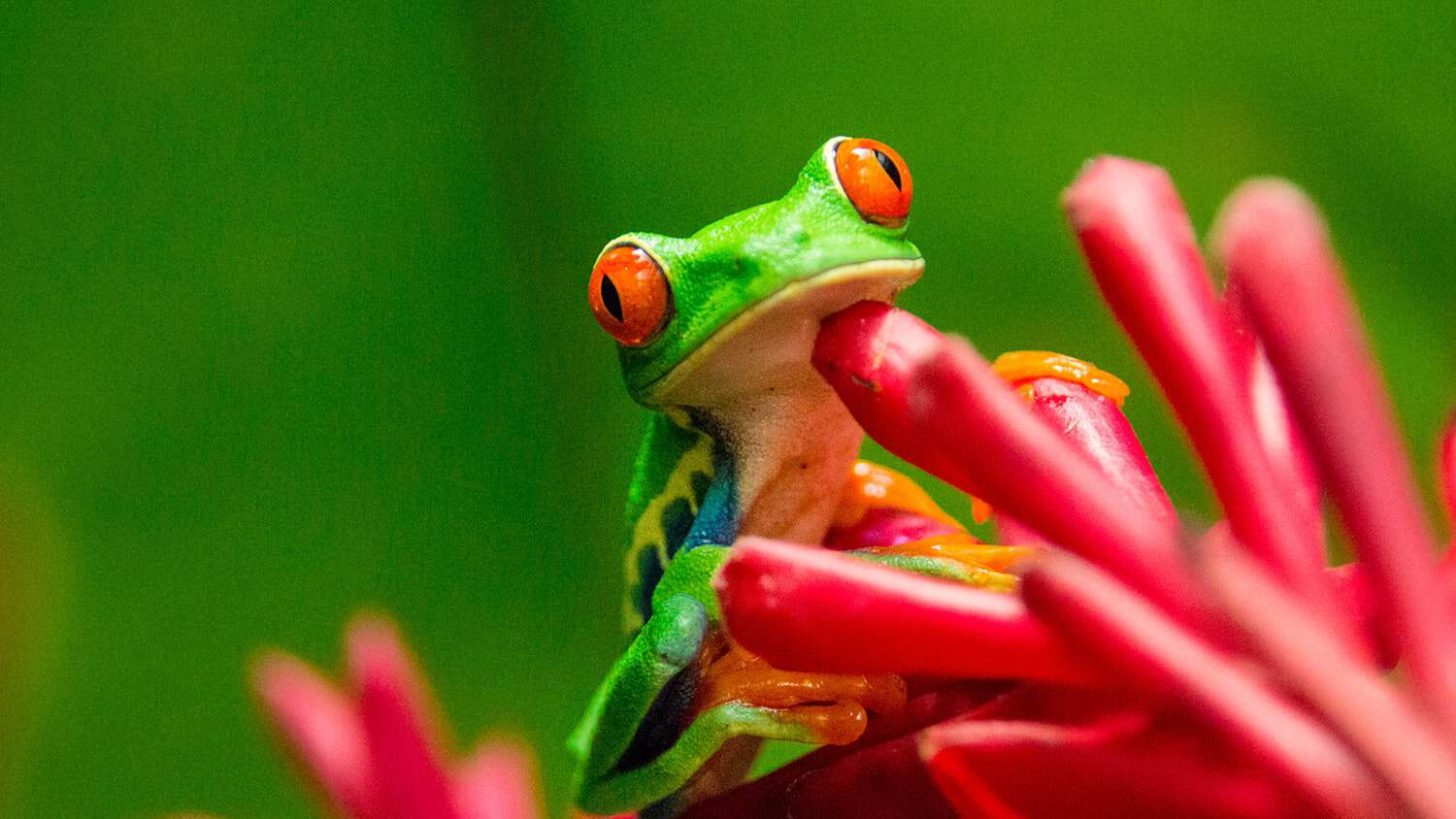 Frog, Fortuna, Costa Rica