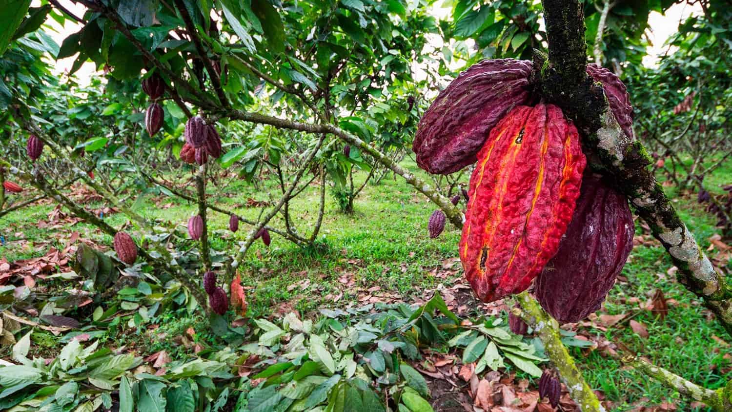 Cacao fruit, Fortuna, Costa Rica