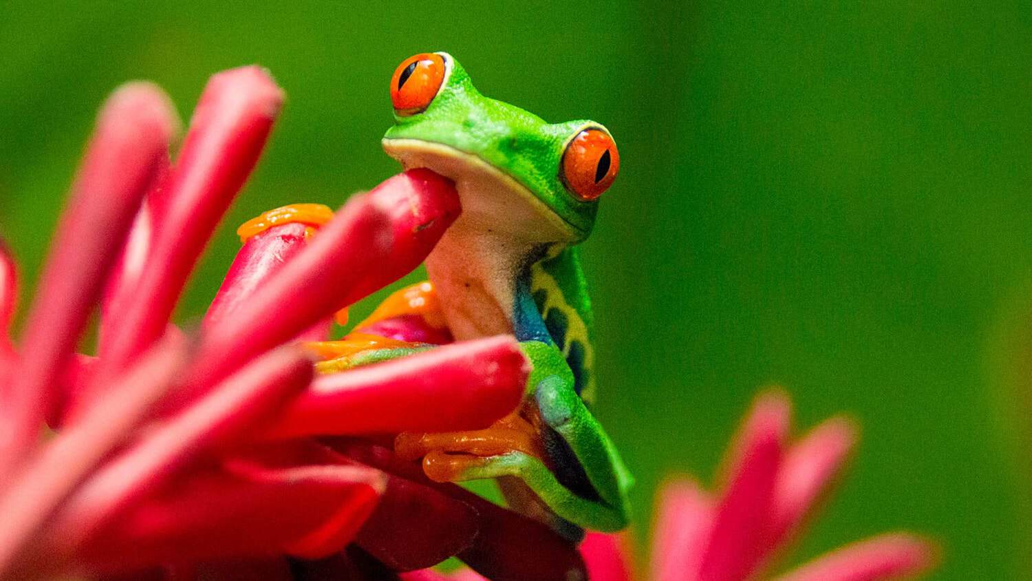Frog, Nayara Tented Camp, Fortuna, Costa Rica