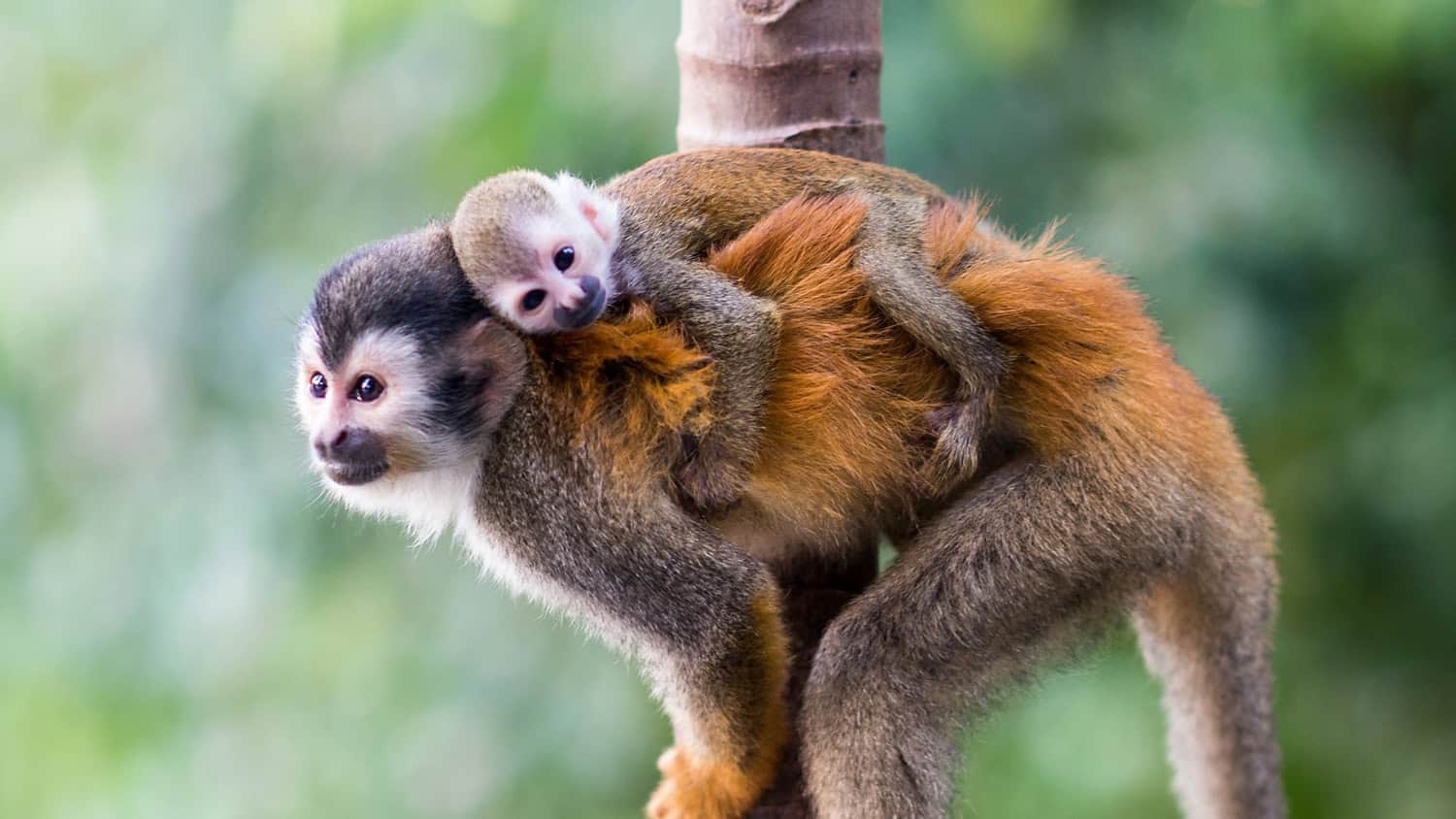 Squirrel monkeys, Oxygen Jungle Villas & Spa, Uvita, Costa Rica