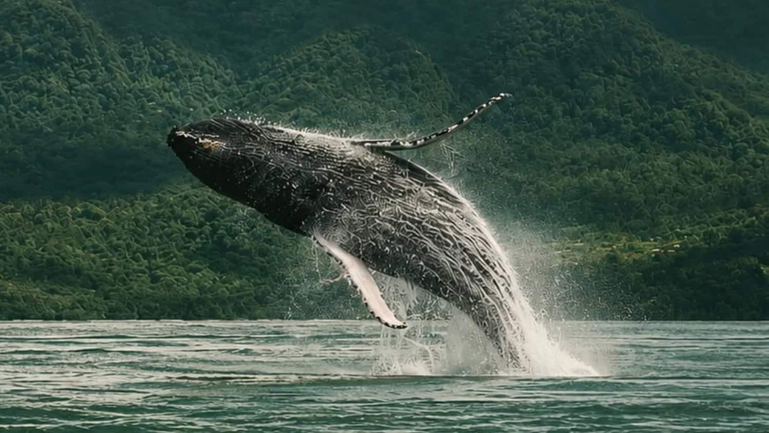 Whale watching, Oxygen Jungle Villas & Spa, Uvita, Costa Rica