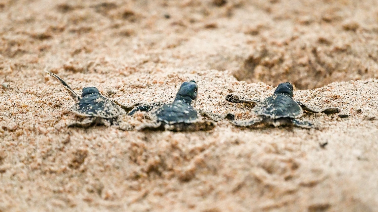 Babies sea turtle, Tola, Nicaragua