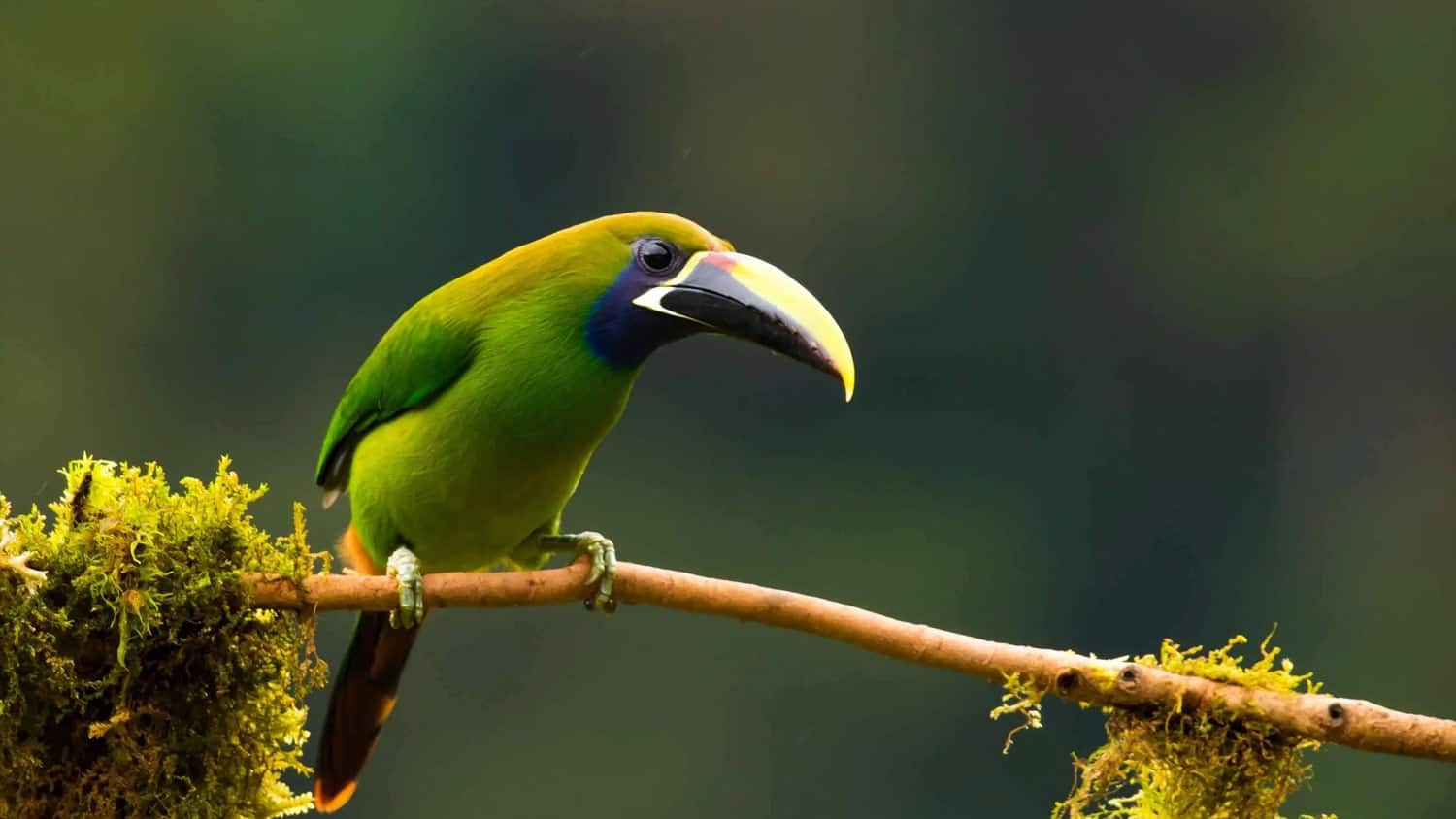 Bird, Monteverde, Costa Rica