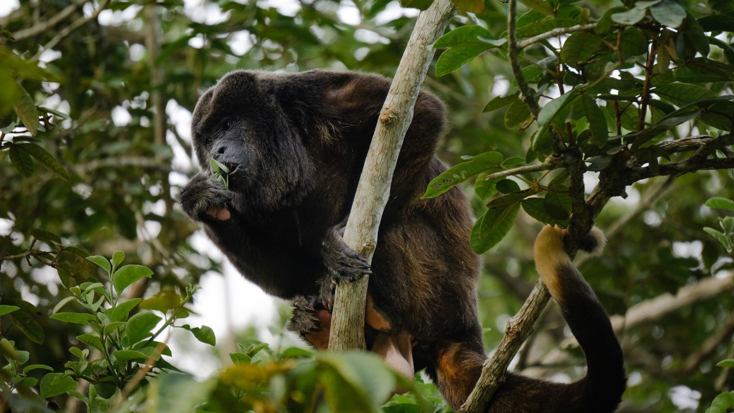 Howler Monkey, Puerto Cayo, Ecuador
