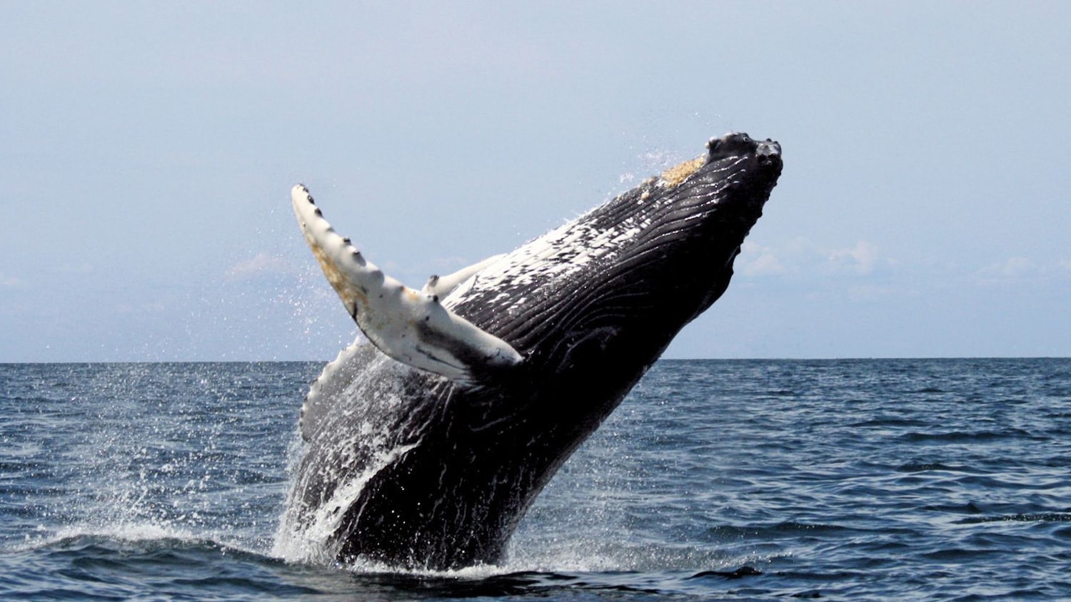 Whale, Puerto Cayo, Ecuador
