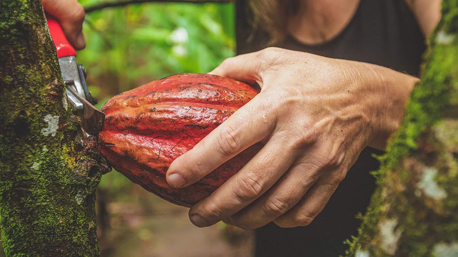 Cacao, Tortuguero, Costa Rica