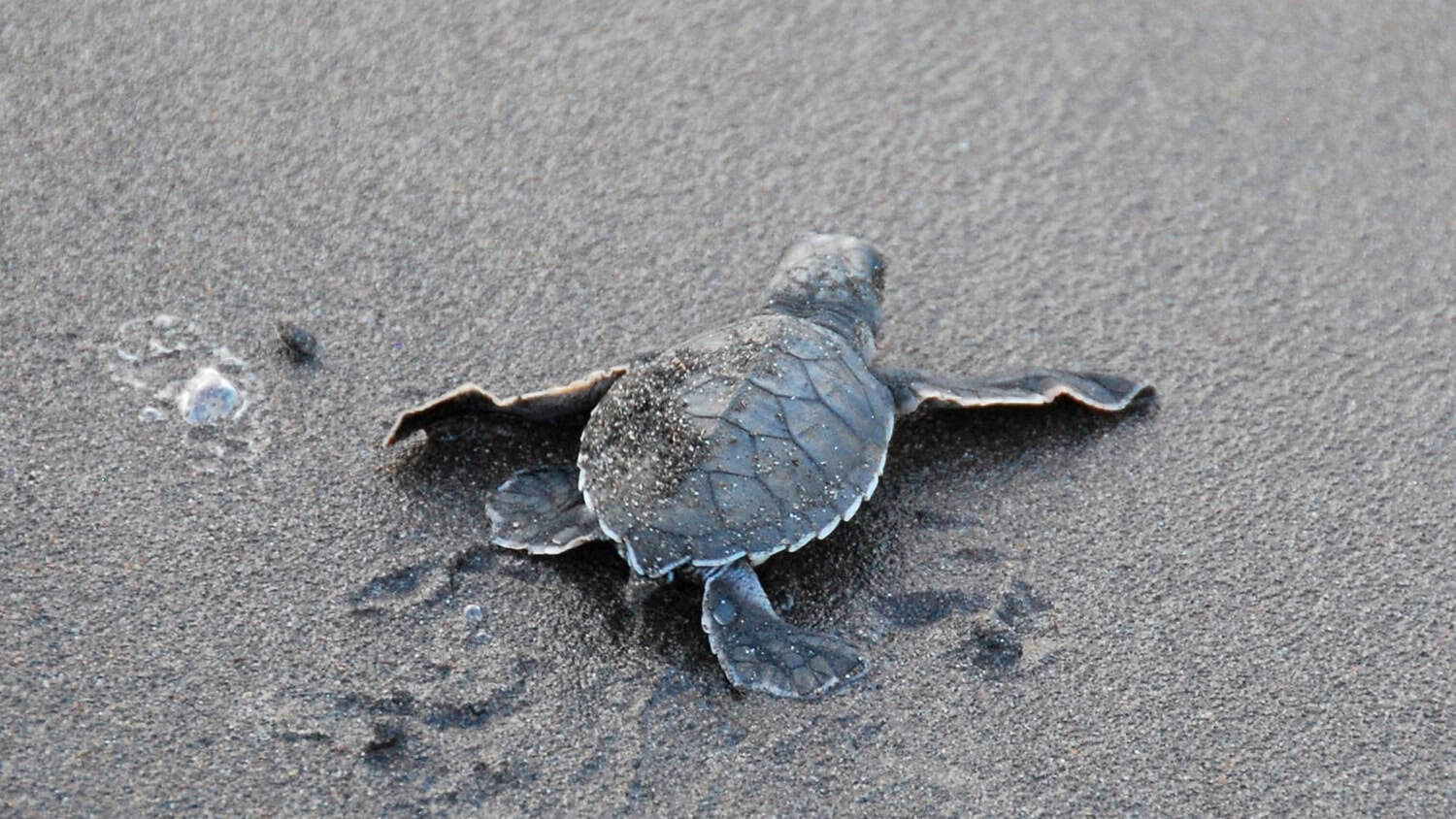 Baby sea turtle, Tortuguero, Costa Rica