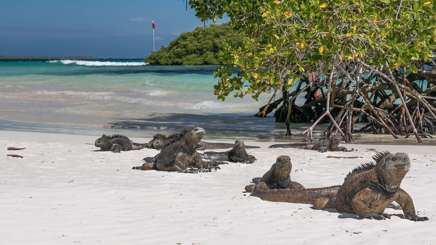 Tortuga Bay Beach, Galapagos, Ecuador