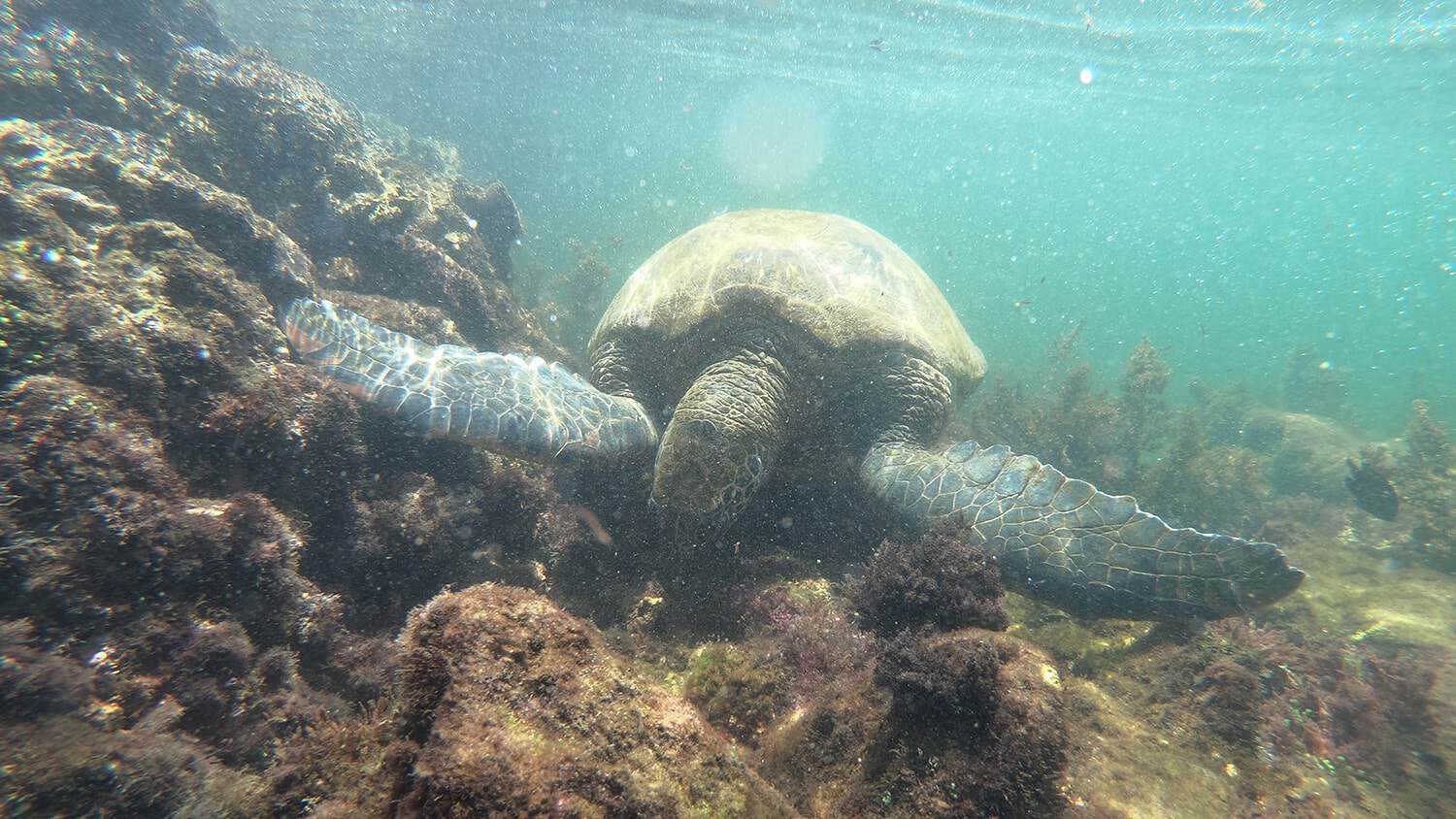 Sea turtle, Galapagos, Ecuador