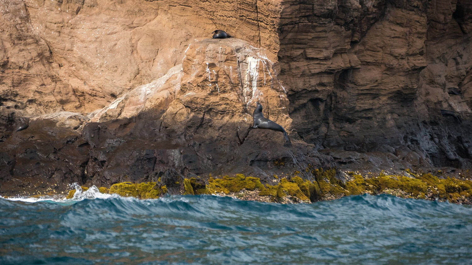 Sea lion, Galapagos, Ecuador