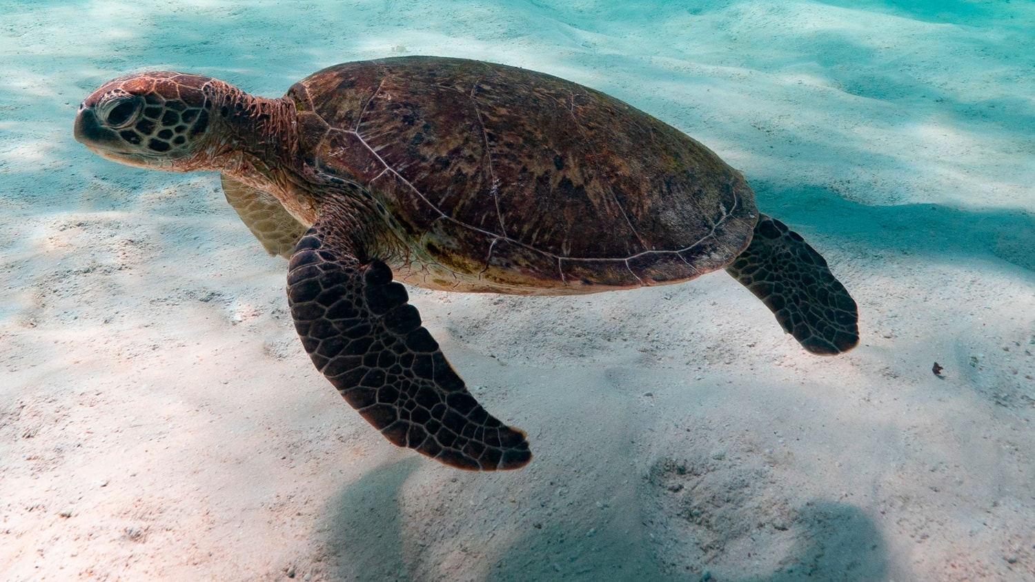 Sea Turtles, Los Roques, Venezuela