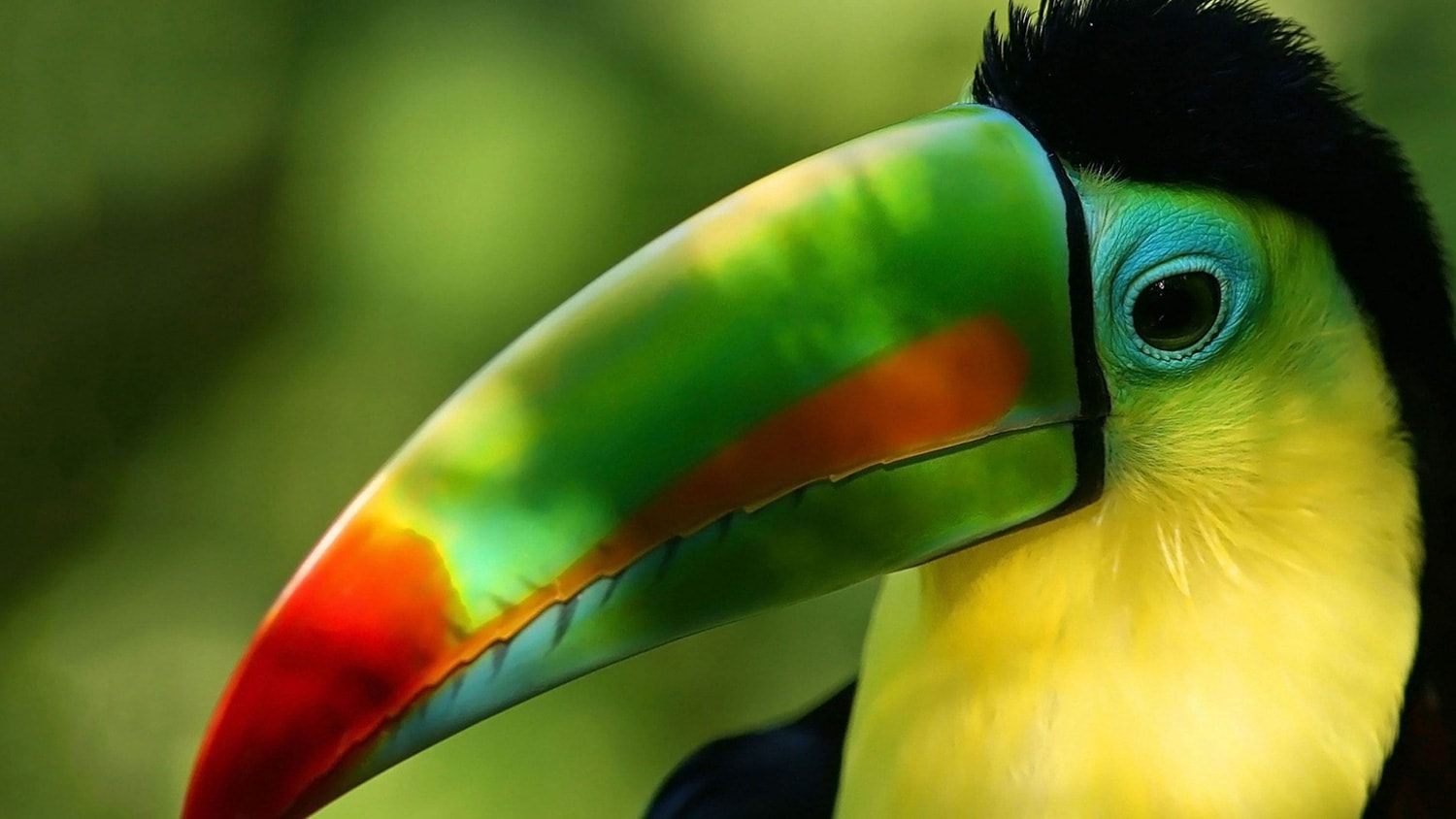 Toucan, Fortuna, Costa Rica