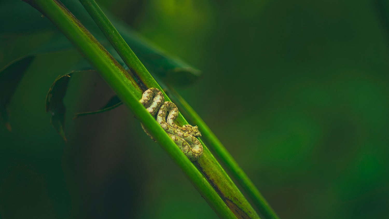 Snake in the rainforest, Fortuna, Costa Rica