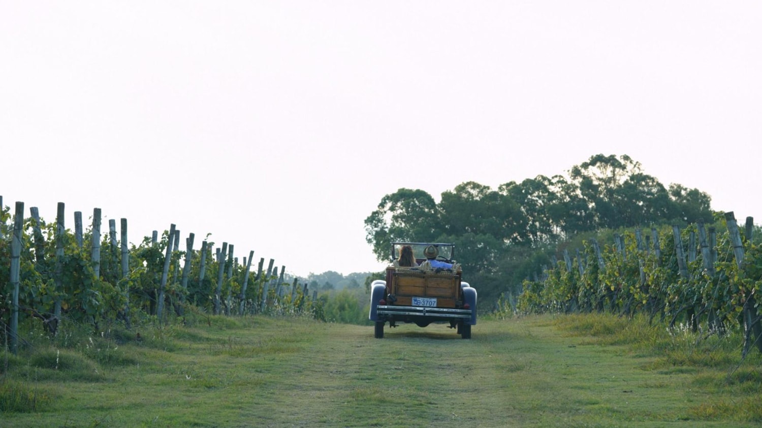 Vineyard, Carmelo, Uruguay