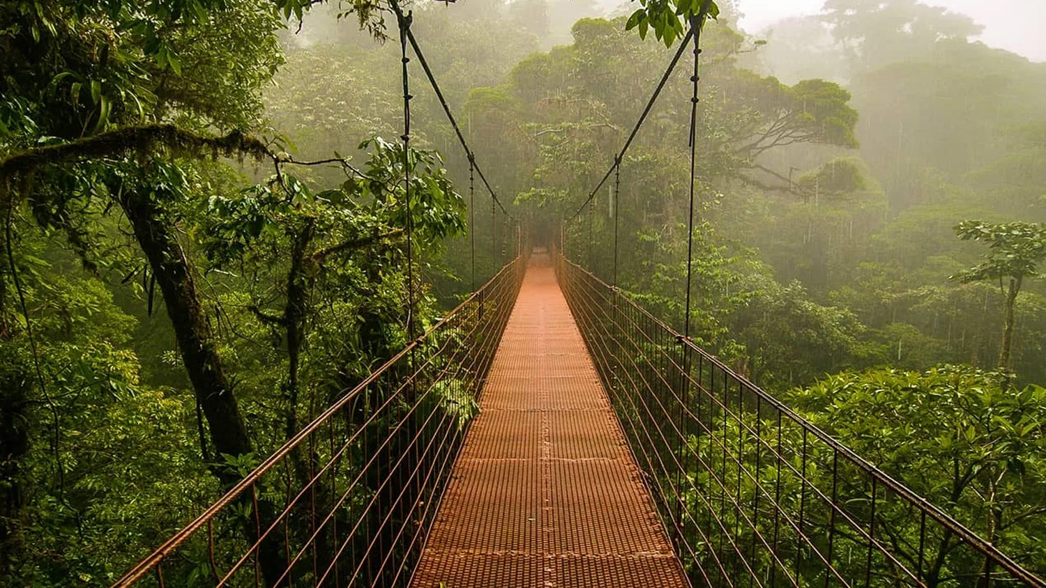Jungle bridge, Las Catalinas, Costa Rica