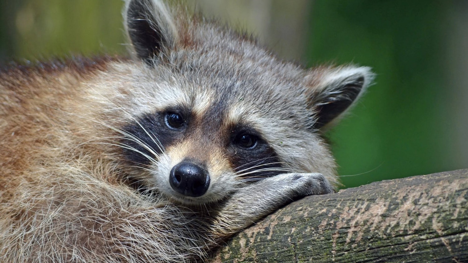 Racoon, Chablé Maroma, Playa del Carmen, Mexico