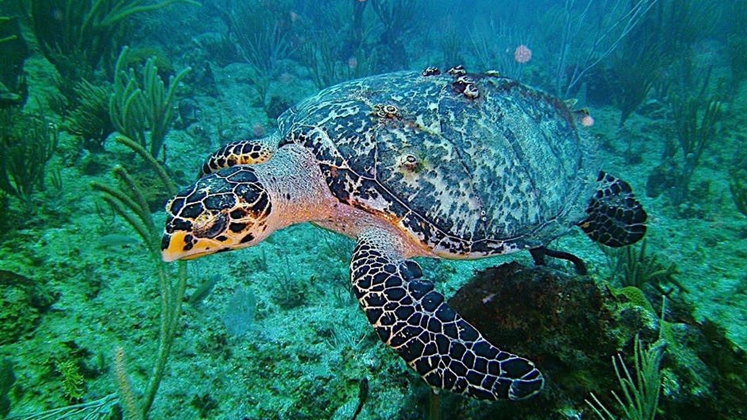 Sea Turtle, Guánica, Porto Rico
