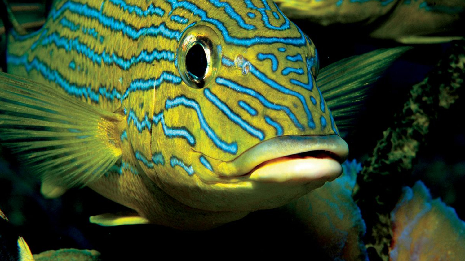 Fish, Dorado Beach (Ritz-Carlton Reserve), Dorado, Puerto Rico