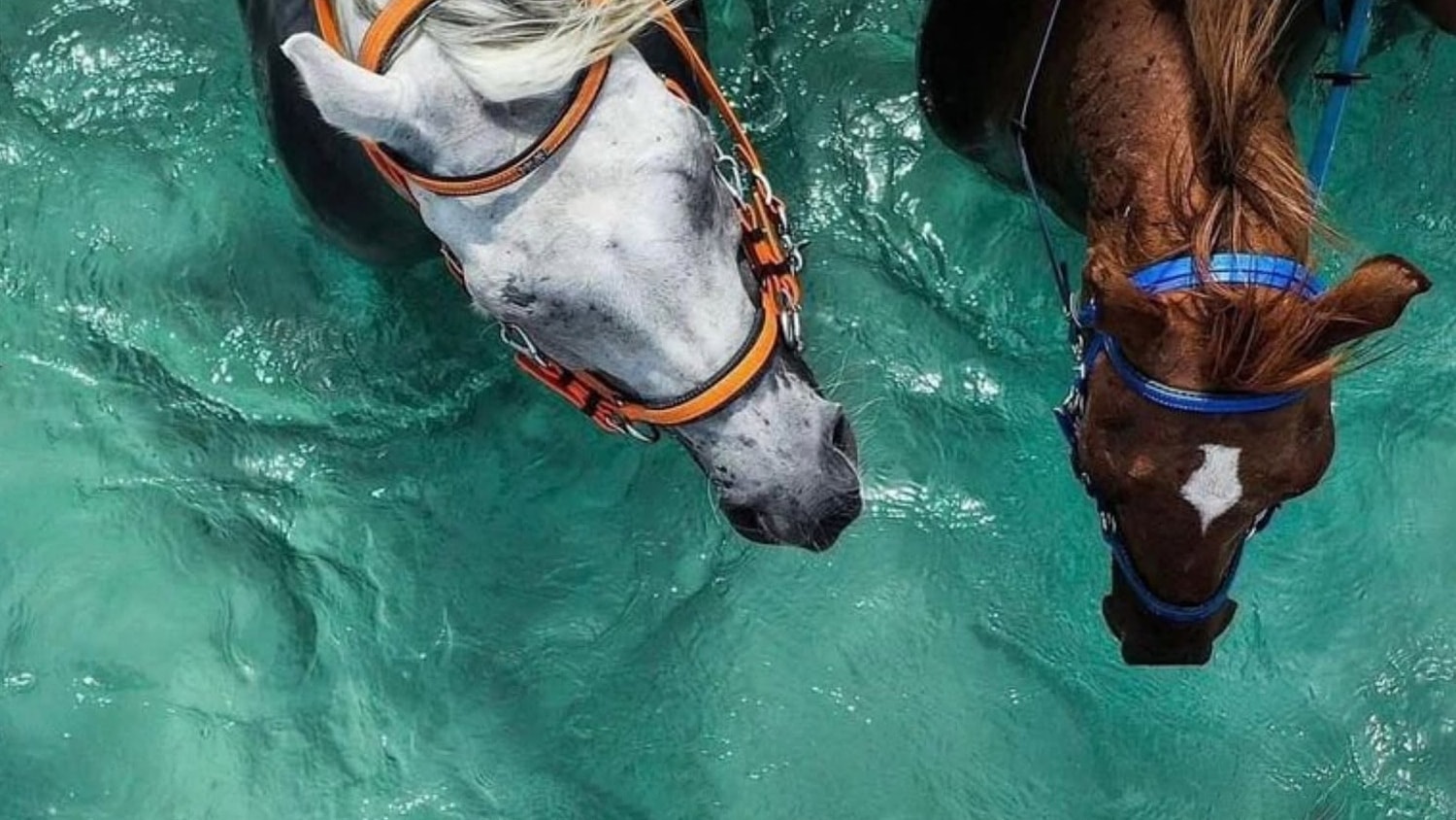 Horse riding, Finca Victoria, Vieques, Porto Rico