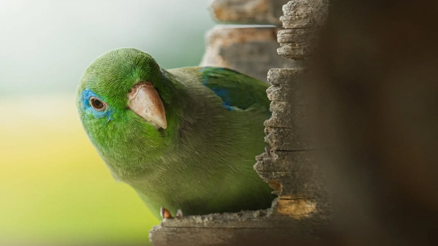 Parrot, Hacienda Bambusa, Eje Cafetero, Colombia
